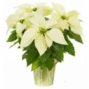 White Poinsettia item