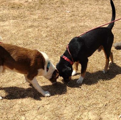 Dudes Second Chance Rescue
