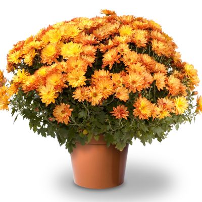 Rotary Club Of Cornwall Sunrise Foundation