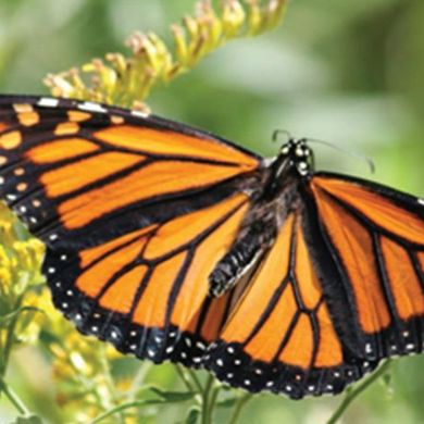 Cape May Point Arts and Science Center