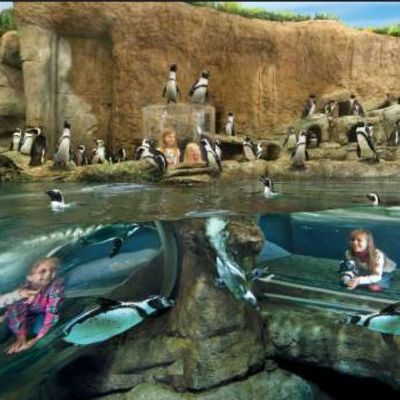 New Girl Scout Ticket to the PJ Party item