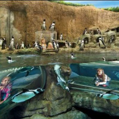 Adult Chaperone Ticket to the PJ Party item