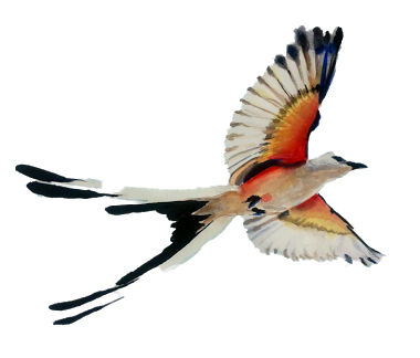Scissortail Productions Inc.