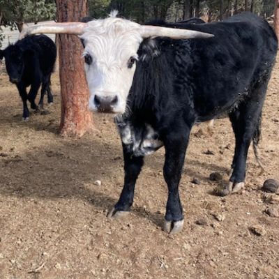 Ahimsa Animal Sanctuary NM