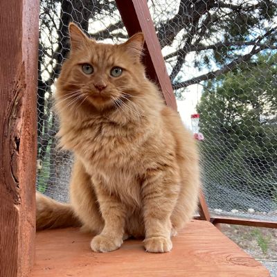 Ahimsa Animal Sanctuary NM