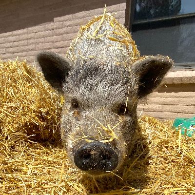 Ahimsa Animal Sanctuary NM