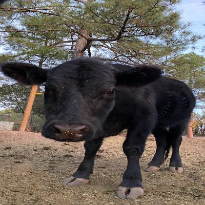 Ahimsa Animal Sanctuary NM