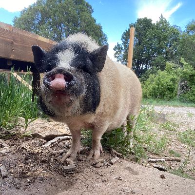 Ahimsa Animal Sanctuary NM