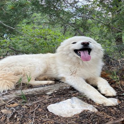 Ahimsa Animal Sanctuary NM