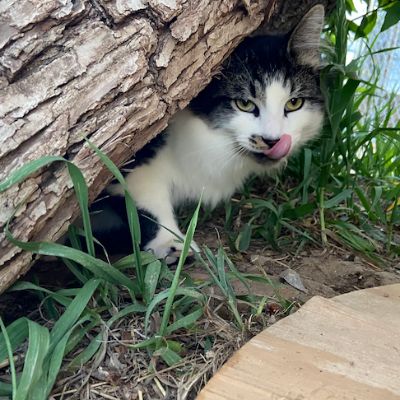 Ahimsa Animal Sanctuary NM