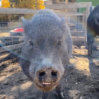 Ahimsa Animal Sanctuary NM