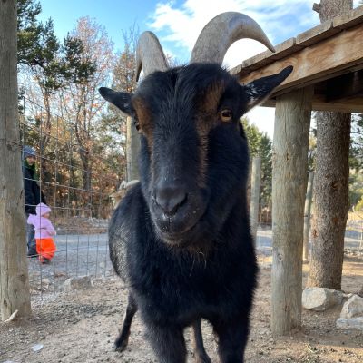 Ahimsa Animal Sanctuary NM