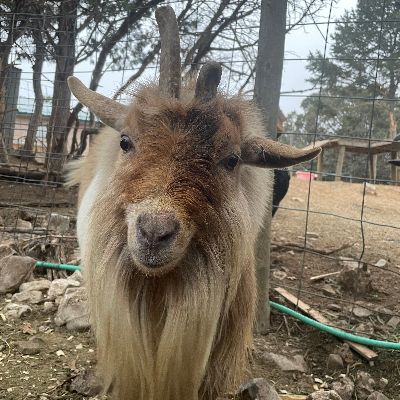 Ahimsa Animal Sanctuary NM