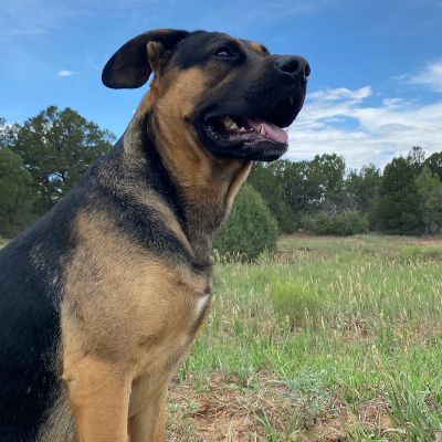 Ahimsa Animal Sanctuary NM