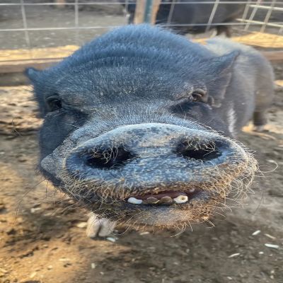 Ahimsa Animal Sanctuary NM