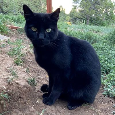 Ahimsa Animal Sanctuary NM