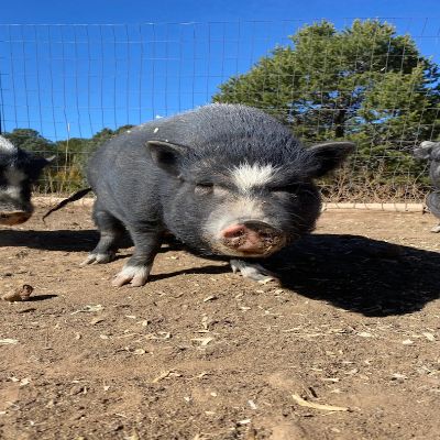 Ahimsa Animal Sanctuary NM