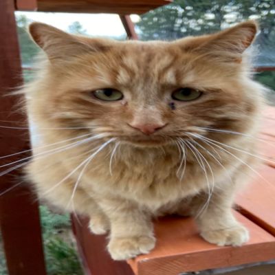 Ahimsa Animal Sanctuary NM