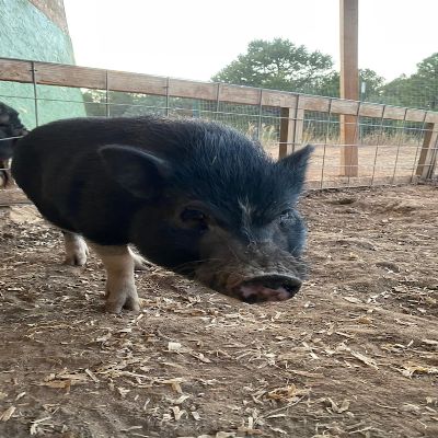 Ahimsa Animal Sanctuary NM