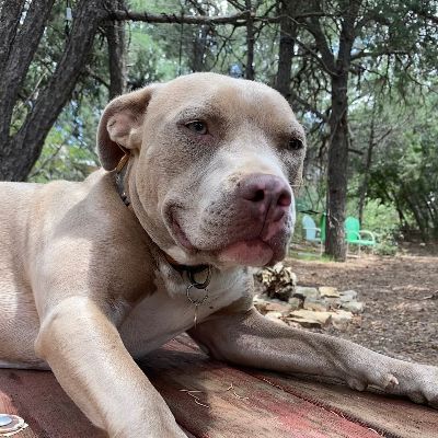 Ahimsa Animal Sanctuary NM