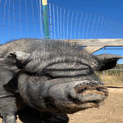 Ahimsa Animal Sanctuary NM