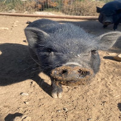 Ahimsa Animal Sanctuary NM