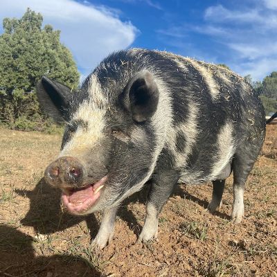 Ahimsa Animal Sanctuary NM