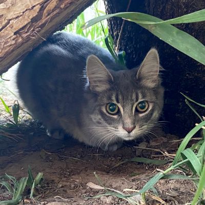 Ahimsa Animal Sanctuary NM