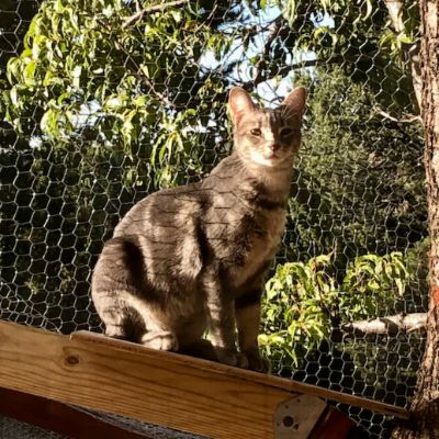 Ahimsa Animal Sanctuary NM