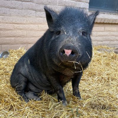 Ahimsa Animal Sanctuary NM