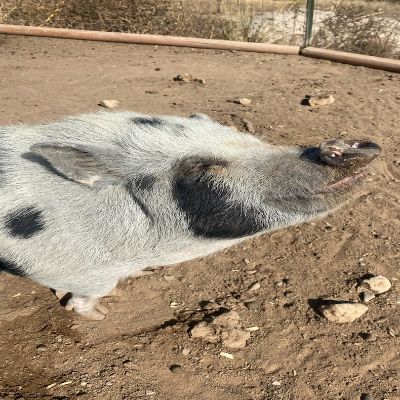 Ahimsa Animal Sanctuary NM