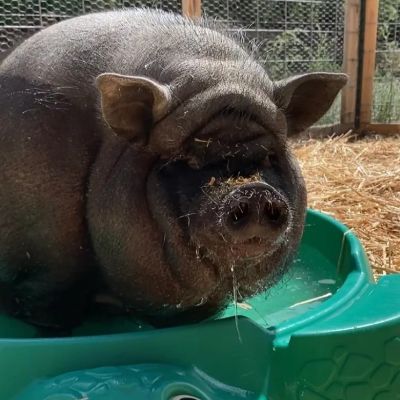 Ahimsa Animal Sanctuary NM