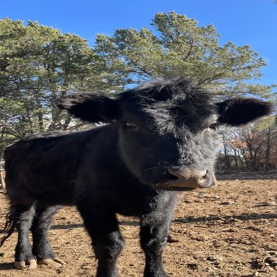 Ahimsa Animal Sanctuary NM