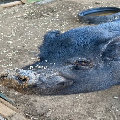 Ahimsa Animal Sanctuary NM