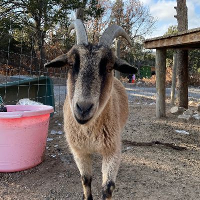 Ahimsa Animal Sanctuary NM