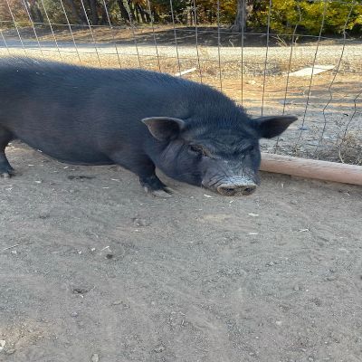 Ahimsa Animal Sanctuary NM