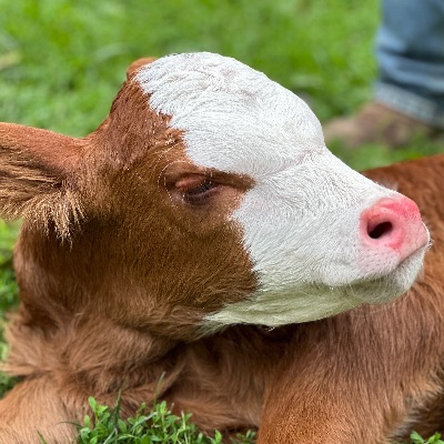 Whispering acres farm animal sanctuary