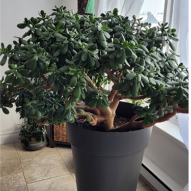 Arbre de Jade (Crassula ovata) item