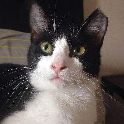 Operation Catsnip of Kentucky