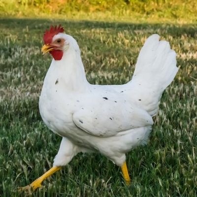 Female item