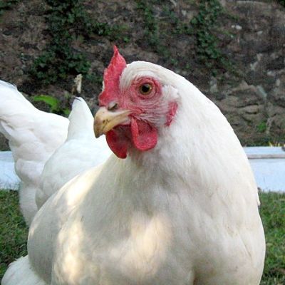 Male item