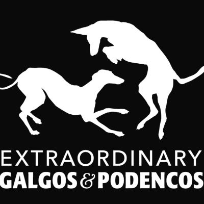 Extraordinary Galgos and Podencos