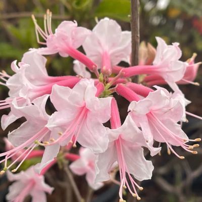 Lee County Master Gardeners Association