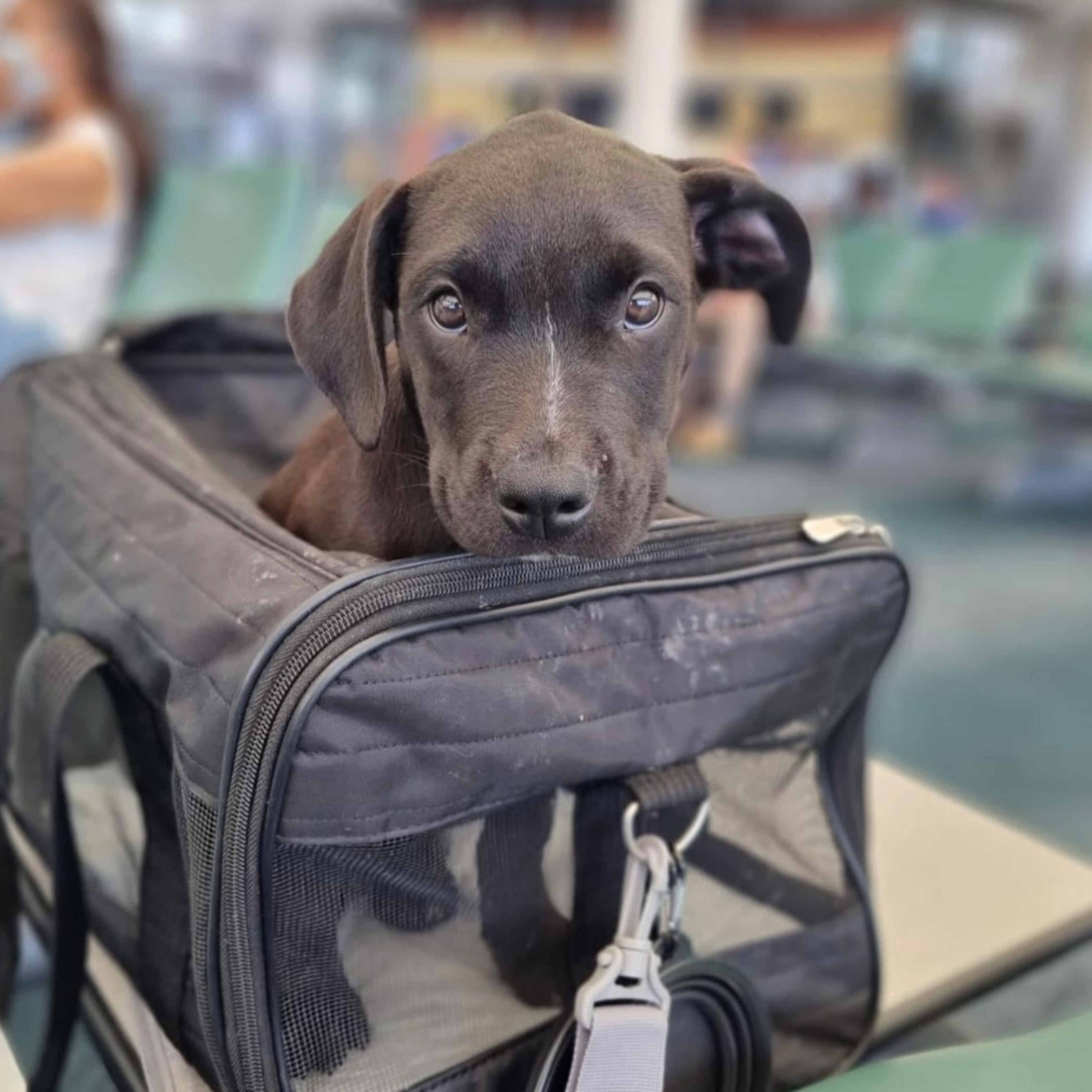 Sponsor a puppy's flight! item