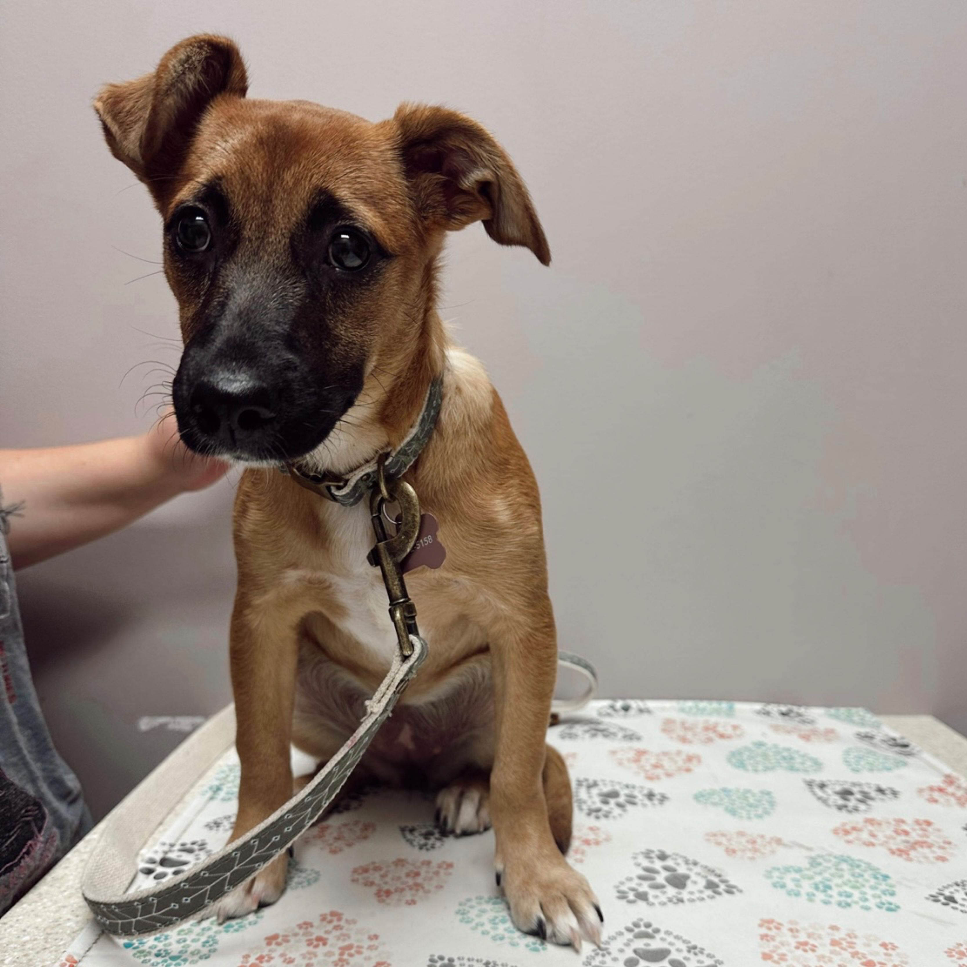 Sponsor an intake vet visit! item