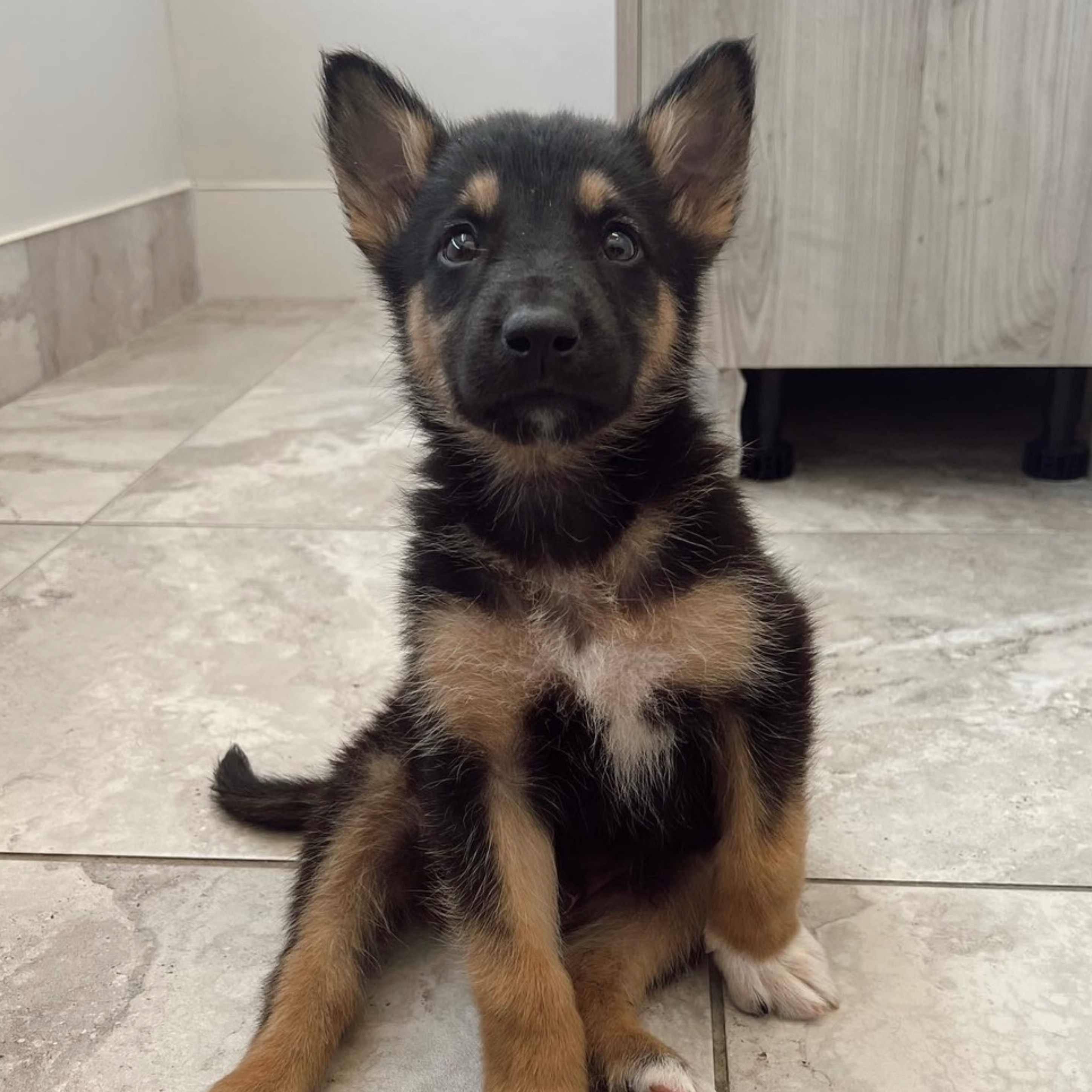 Sponsor vaccinations! item