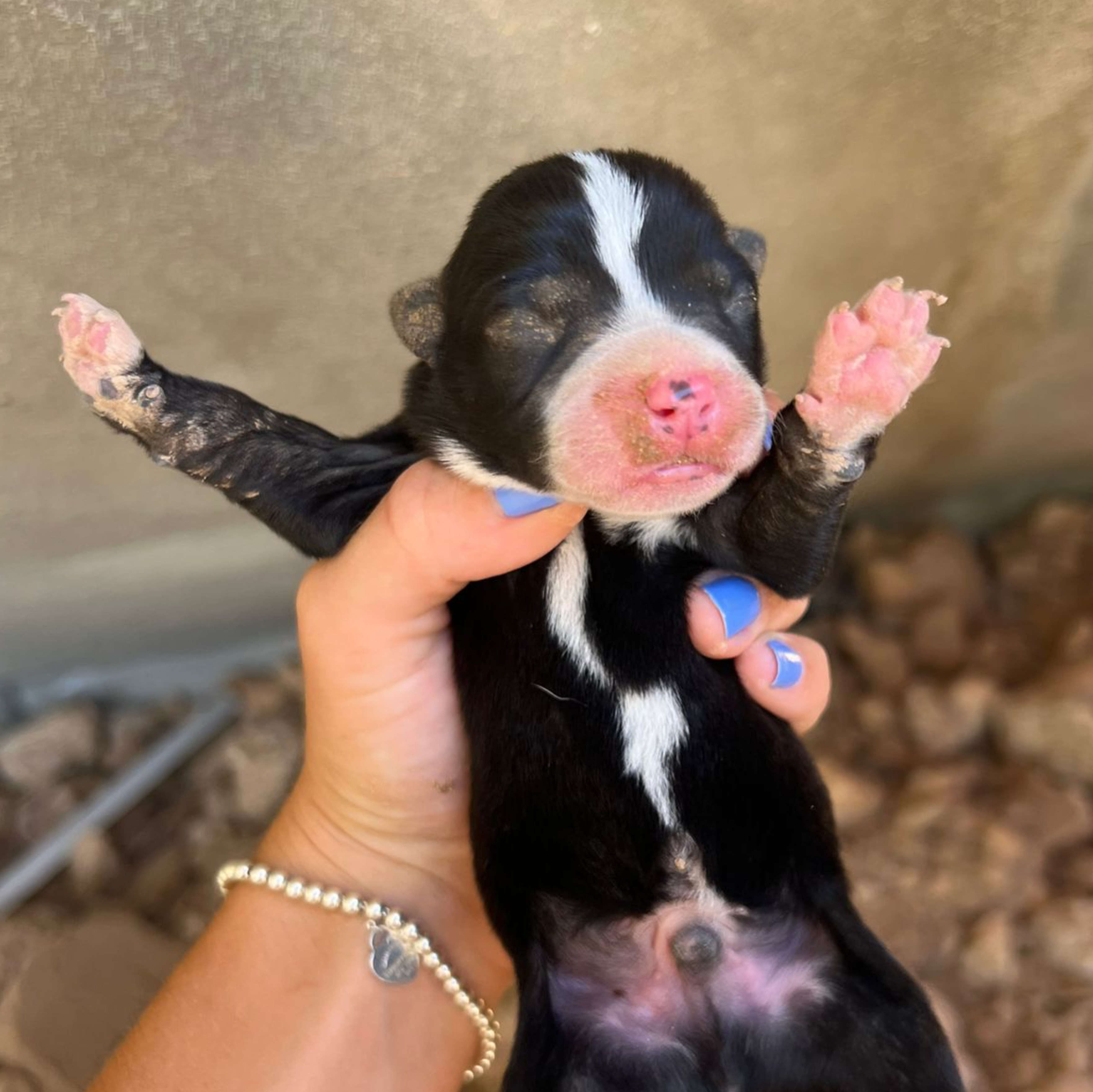 Sponsor a National Parks pup! item