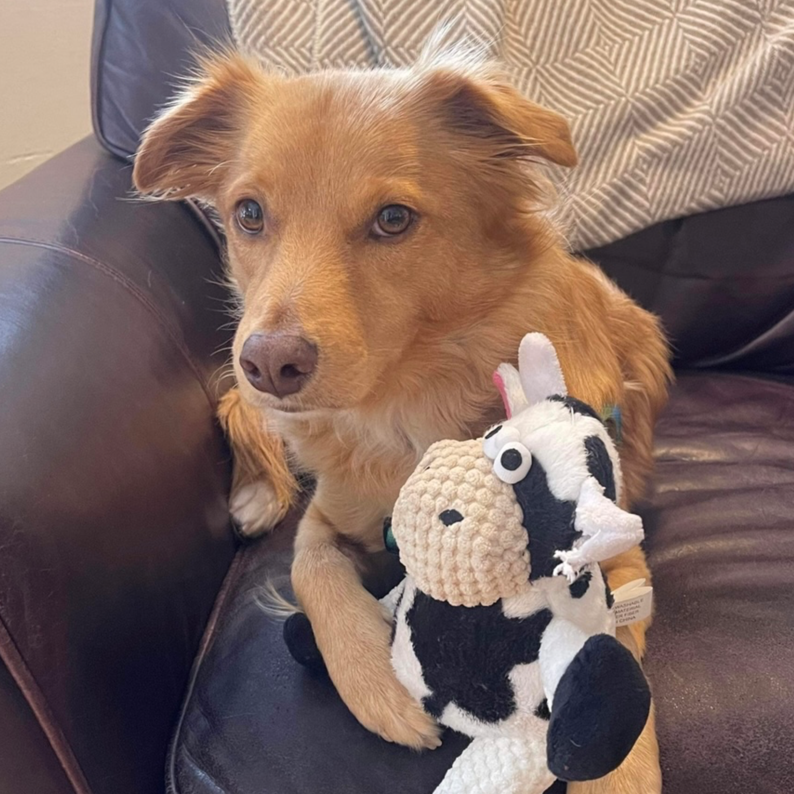 Sponsor a new toy! item