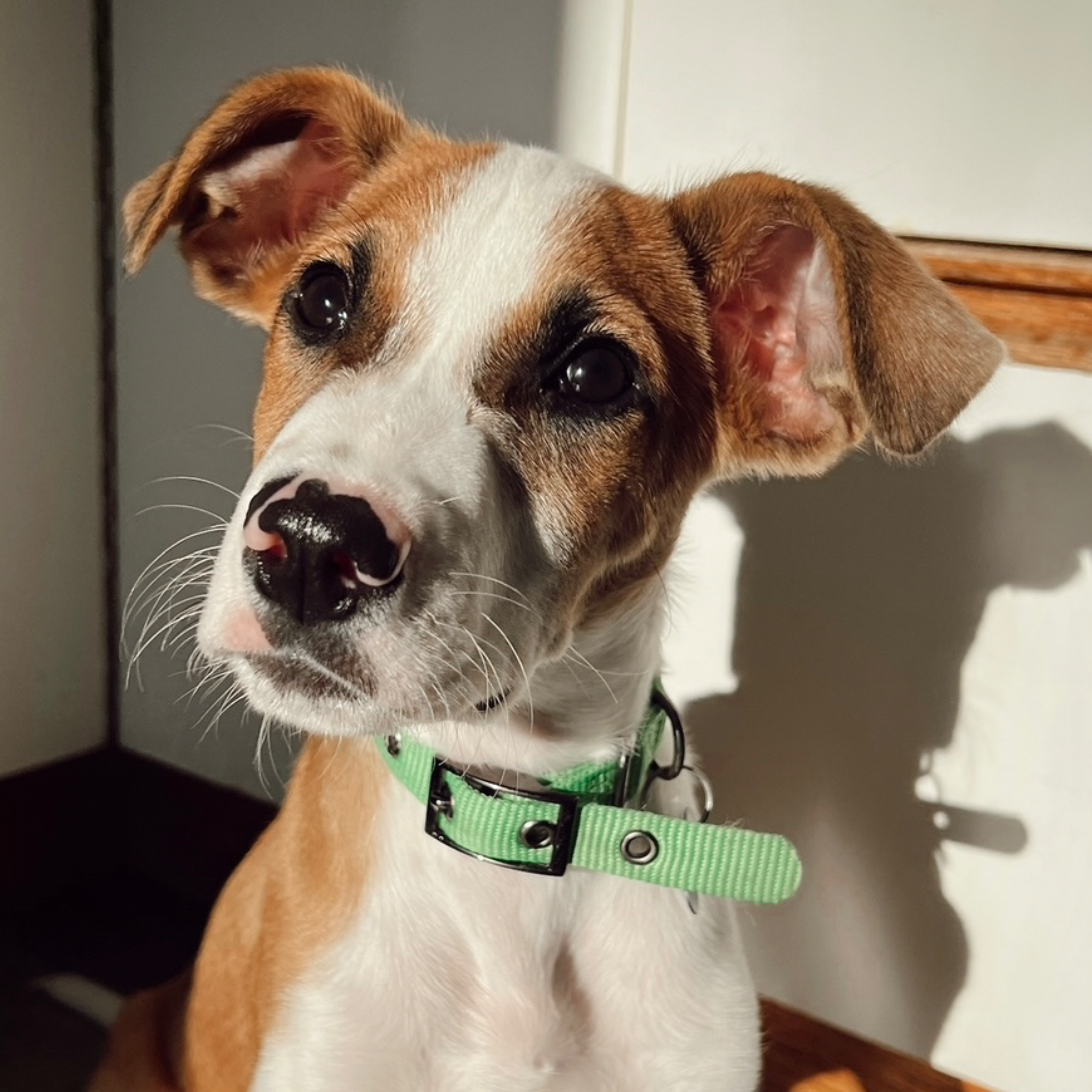 Sponsor a new collar & leash! item