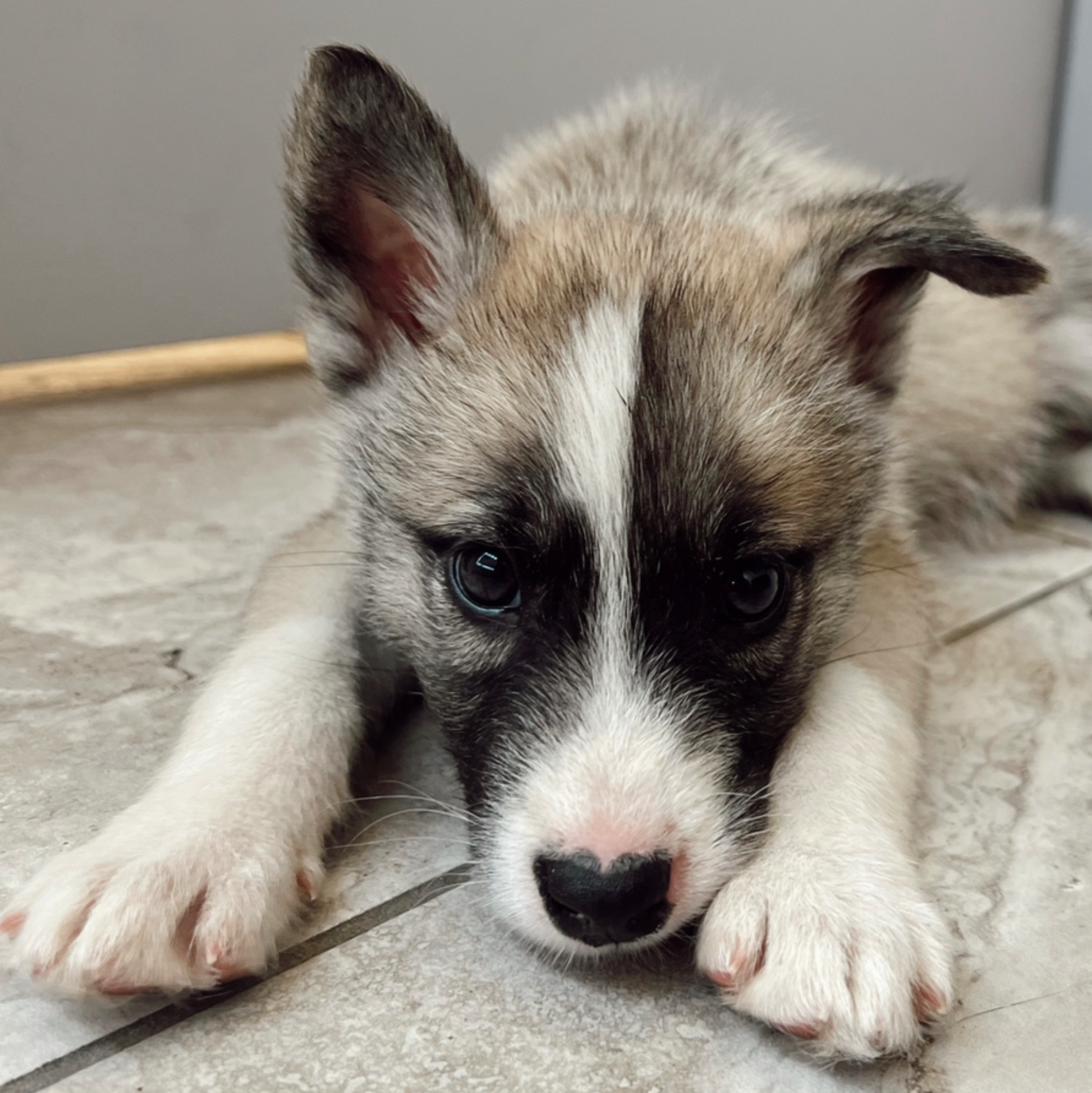 Sponsor a 4DX Snap test! item